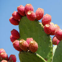 cactusvijg