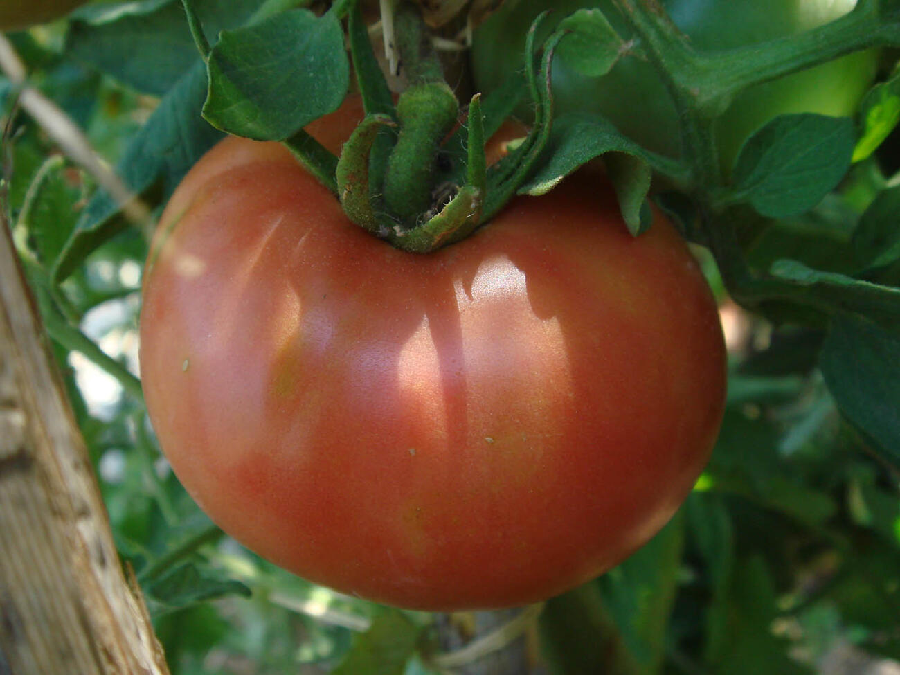 berner rose tomaat