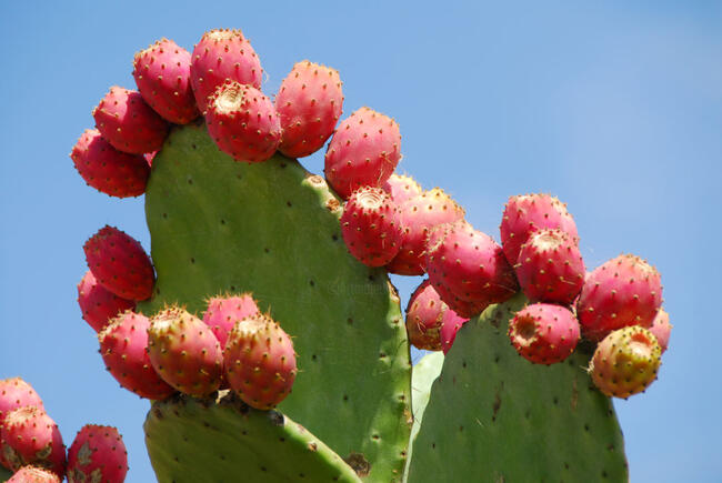 cactusvijg | De Wassende Maan